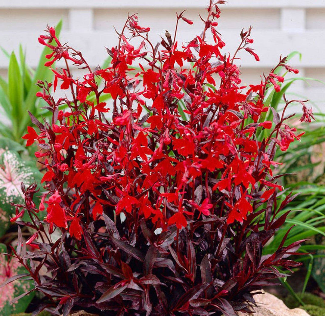 Cardinal Flower 'Queen Victoria' - Native Gardeners