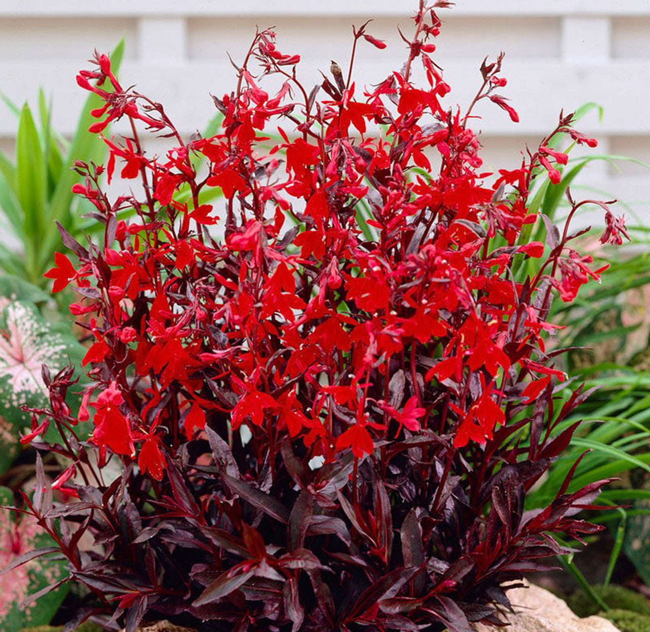 Cardinal Flower 'Queen Victoria'