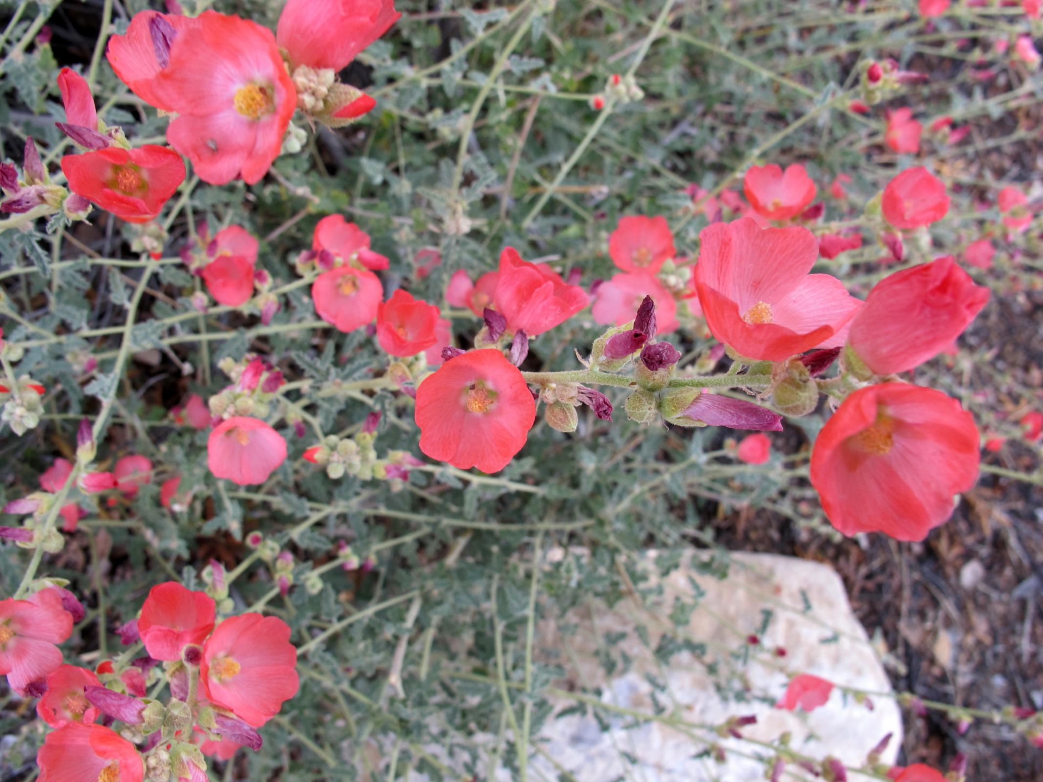 Desert Mallow - Varying in Bloom Color - Native Gardeners