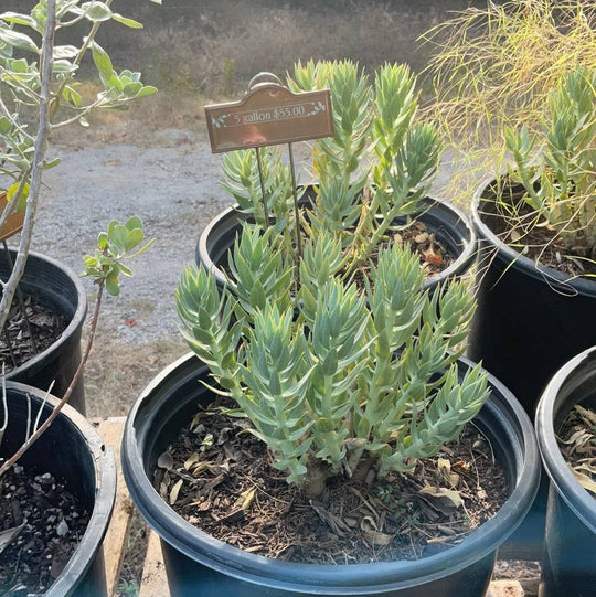 Silver Spurge - Native Gardeners