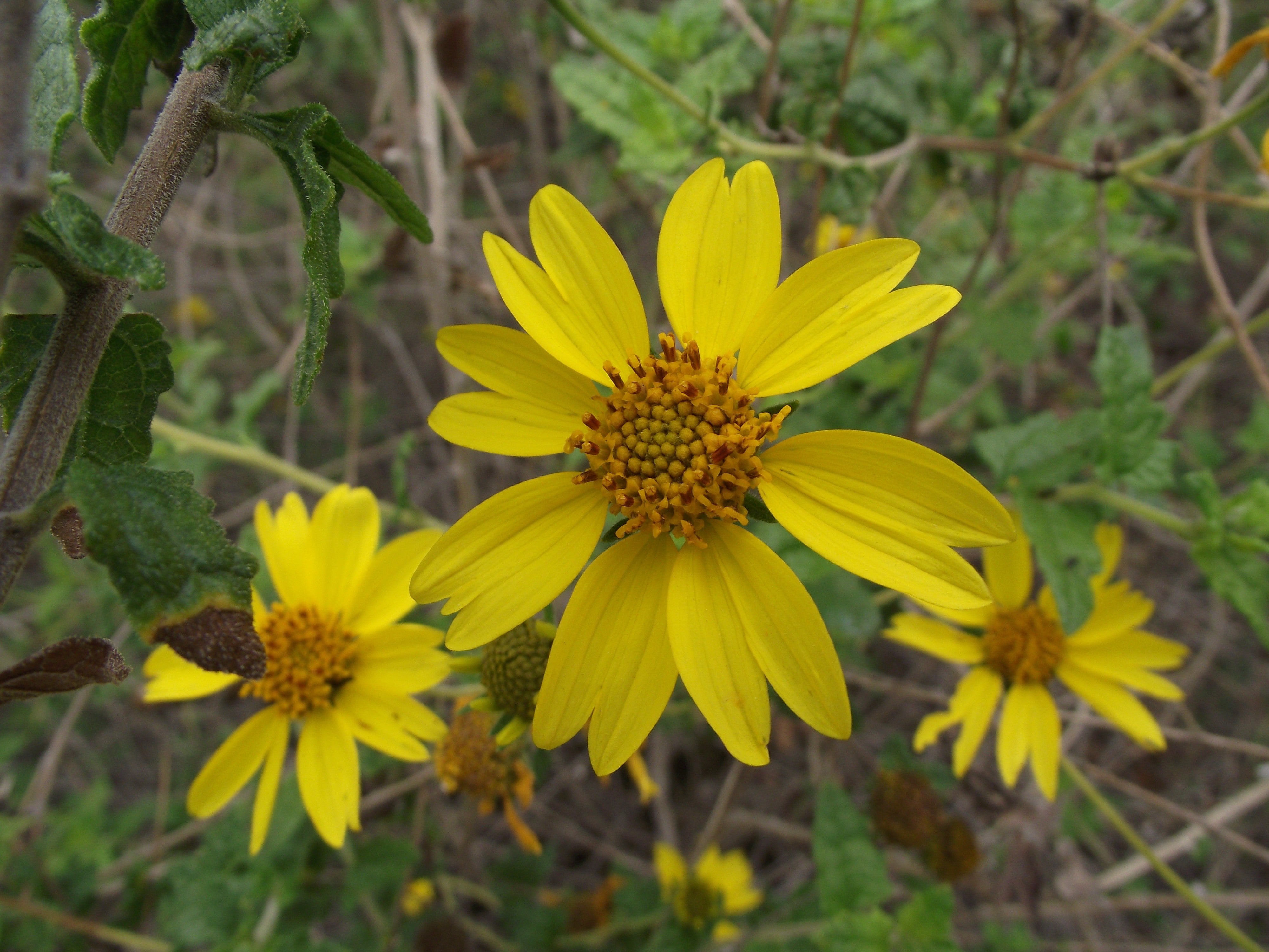 Parish's Goldeneye – Native Gardeners