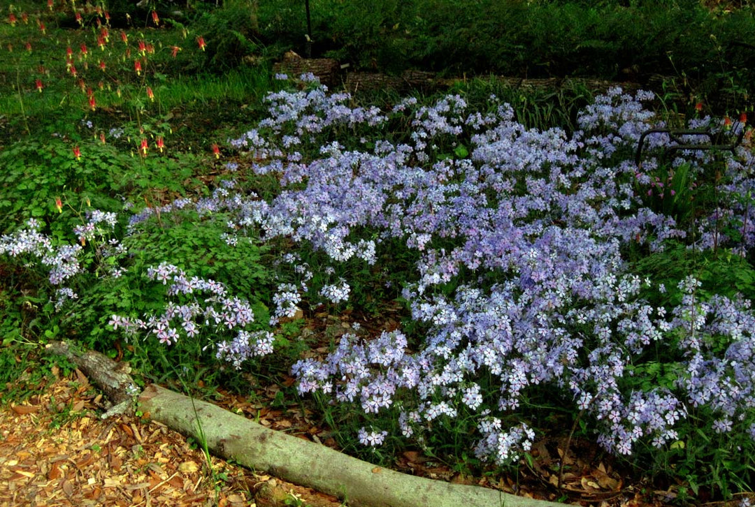 Woodland Phlox