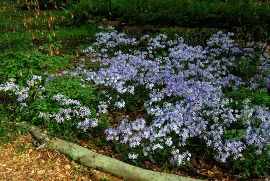 Woodland Phlox