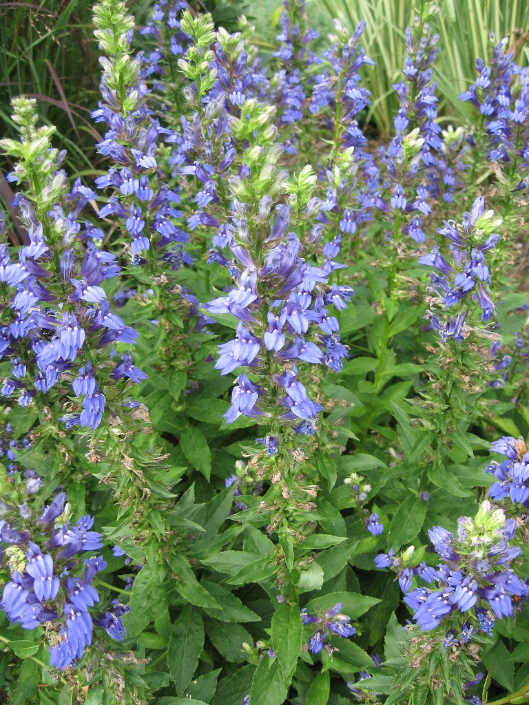 Great Blue Lobelia - Native Gardeners