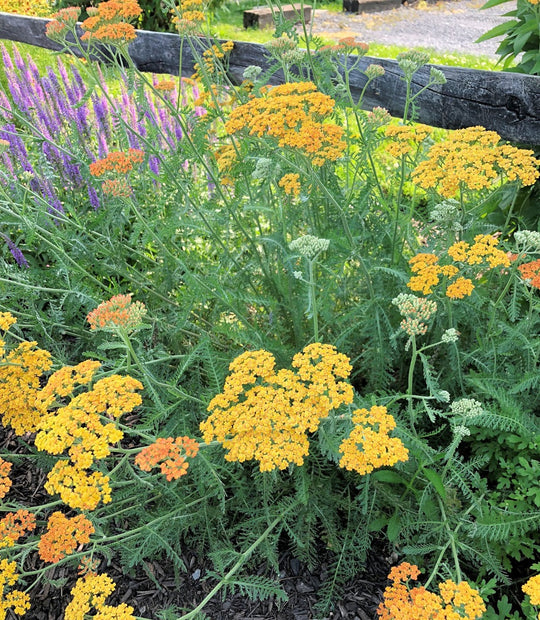 Yarrow 'Yellow Terracotta'