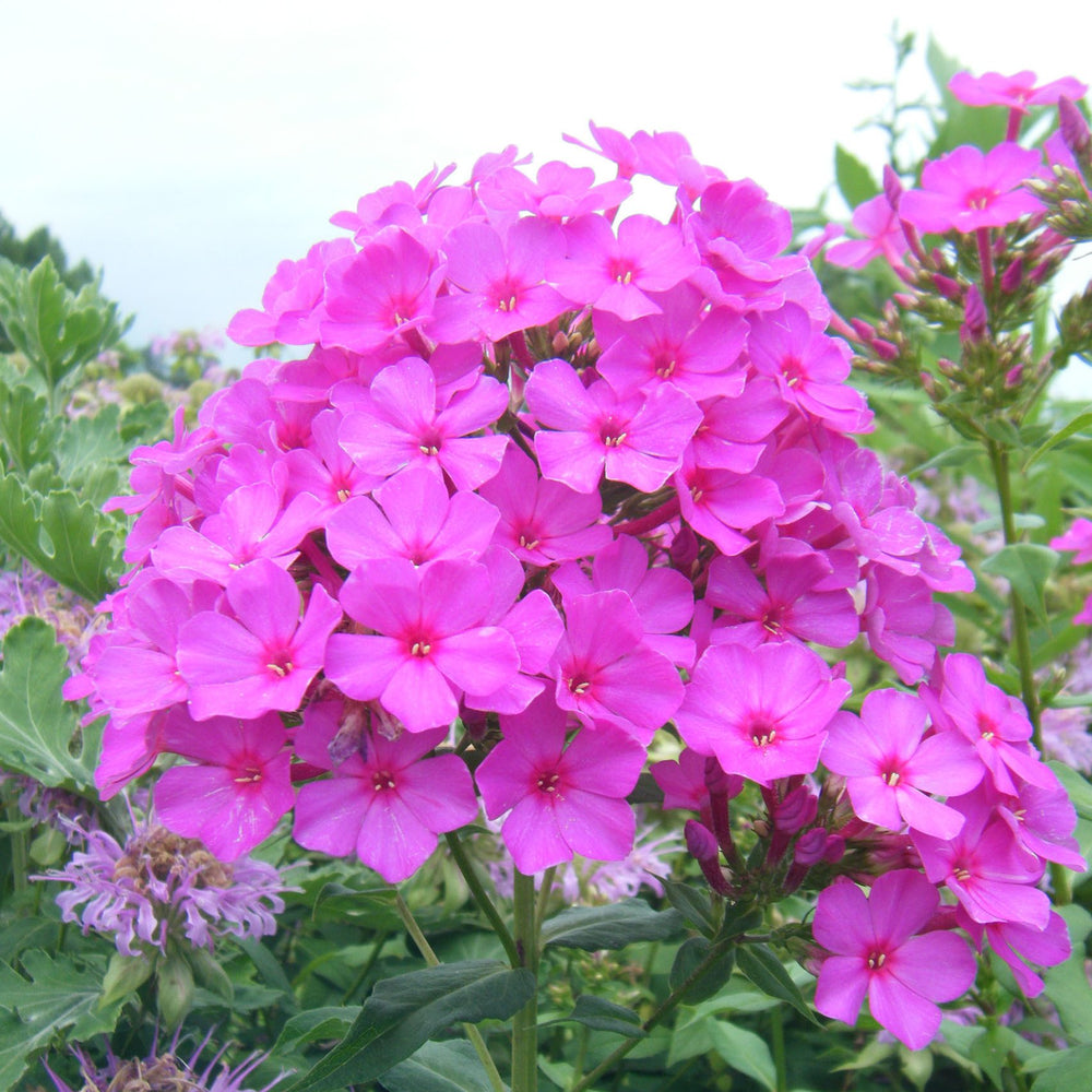 Garden Phlox 'Robert Poore'