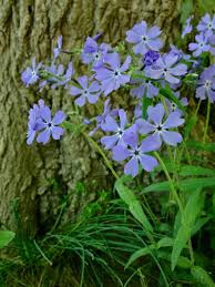 Woodland Phlox