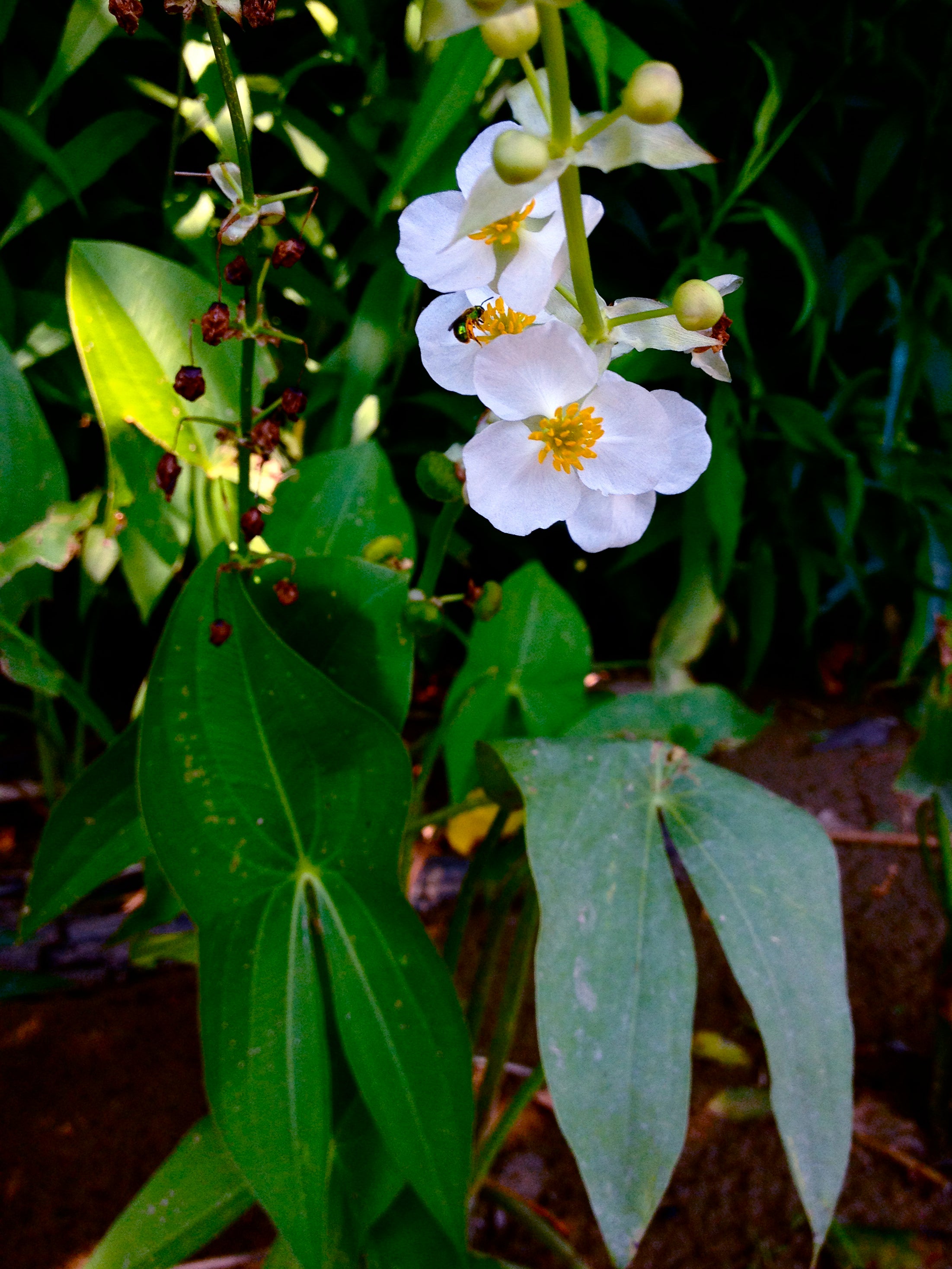 Native Gardeners Broadleaf Arrowhead - Thumbnail 2