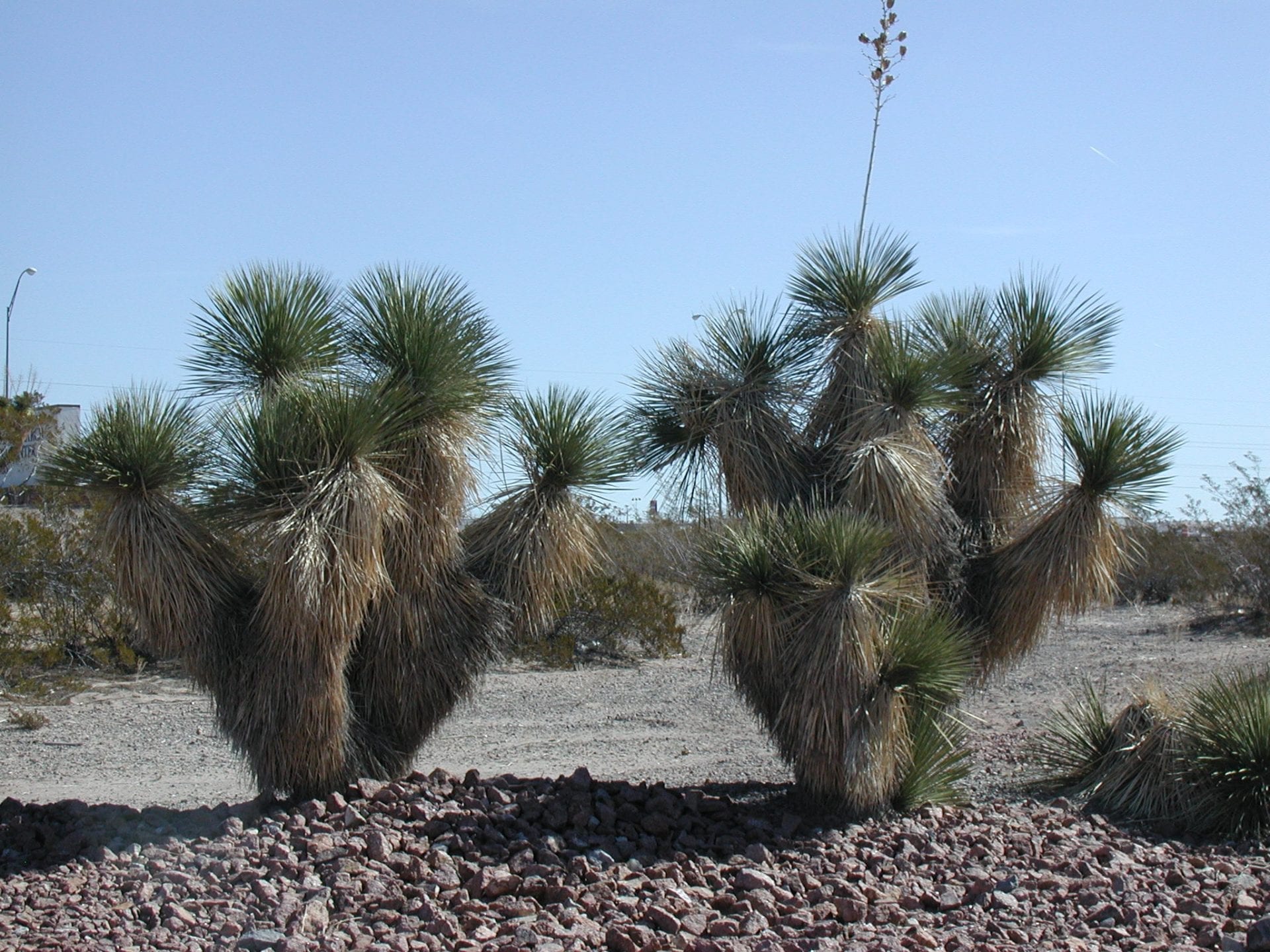 Soaptree Yucca - Native Gardeners