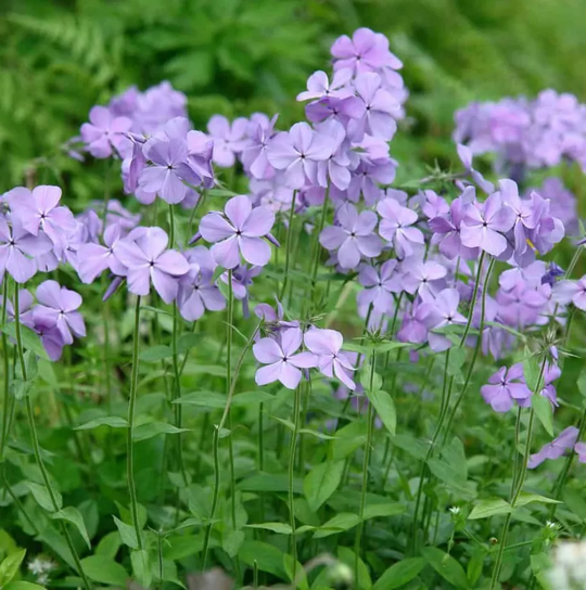 Woodland Phlox 'Blue Moon'