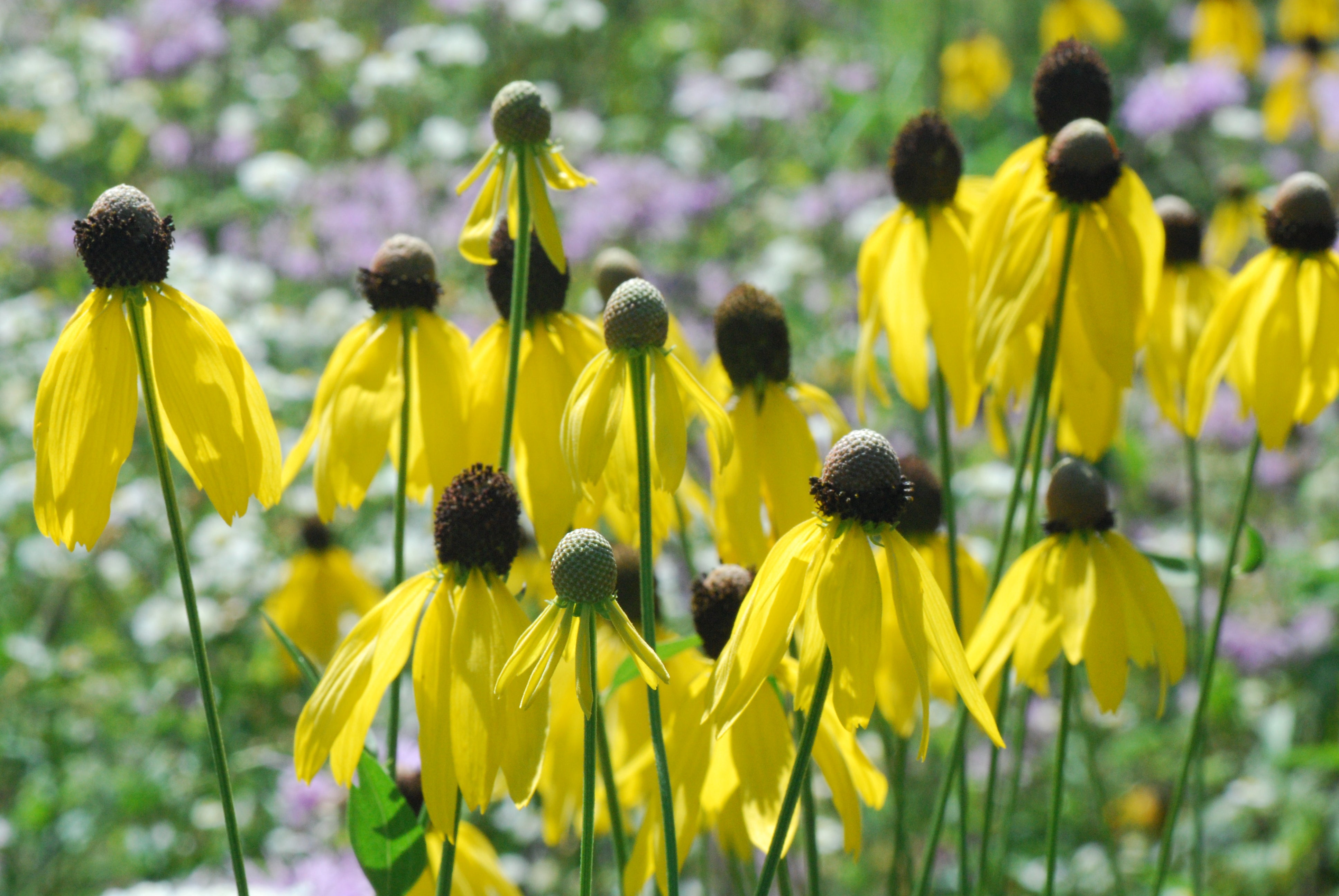 Gray-headed Yellow Coneflower - Native Gardeners