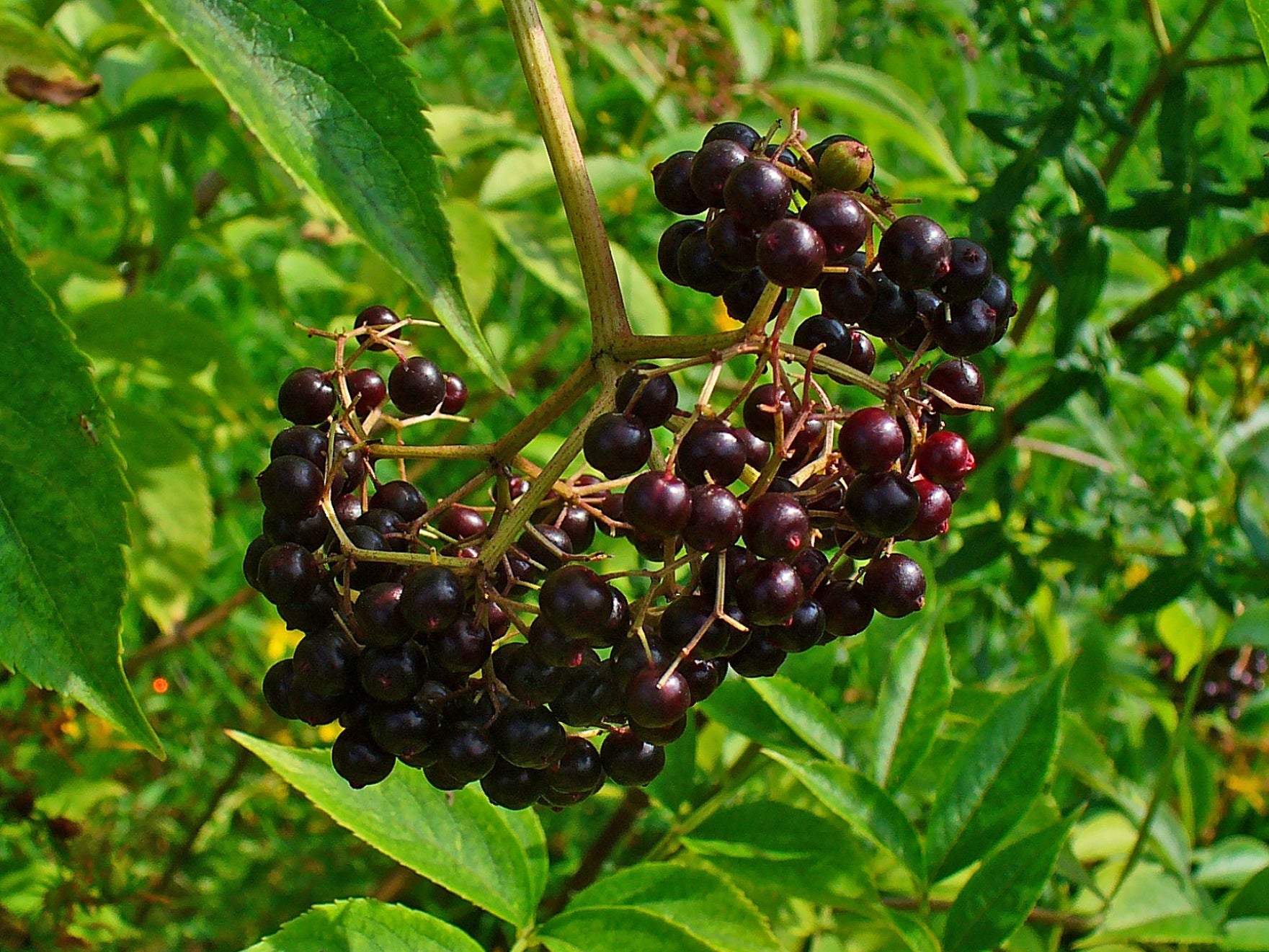 American Black Elderberry - Native Gardeners