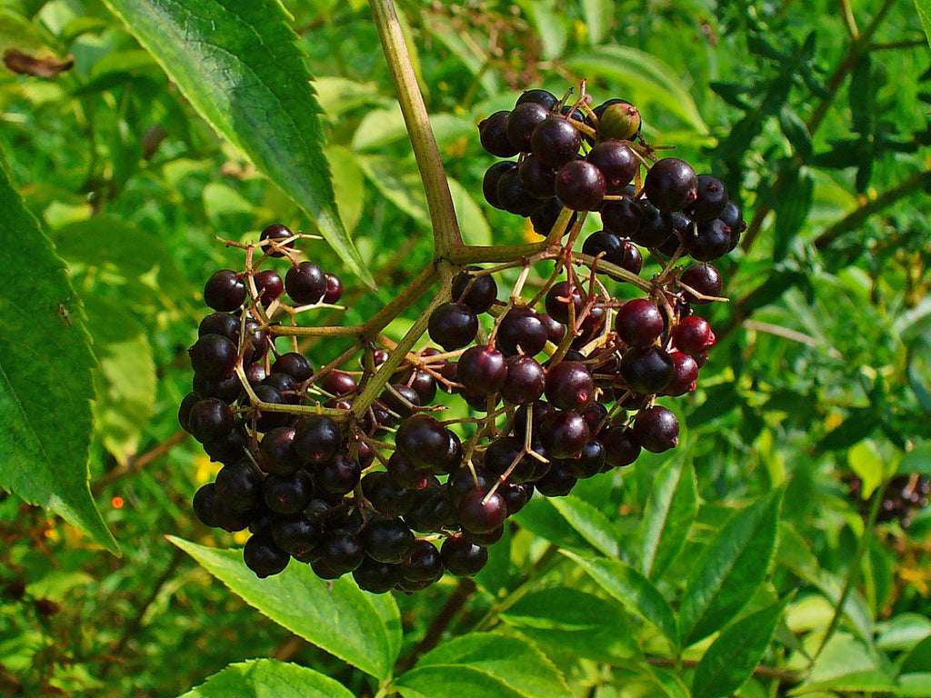 sauco plant for sale American Black Elderberry – Native Gardeners