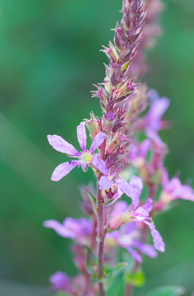 Winged Loosestrife - Native Gardeners