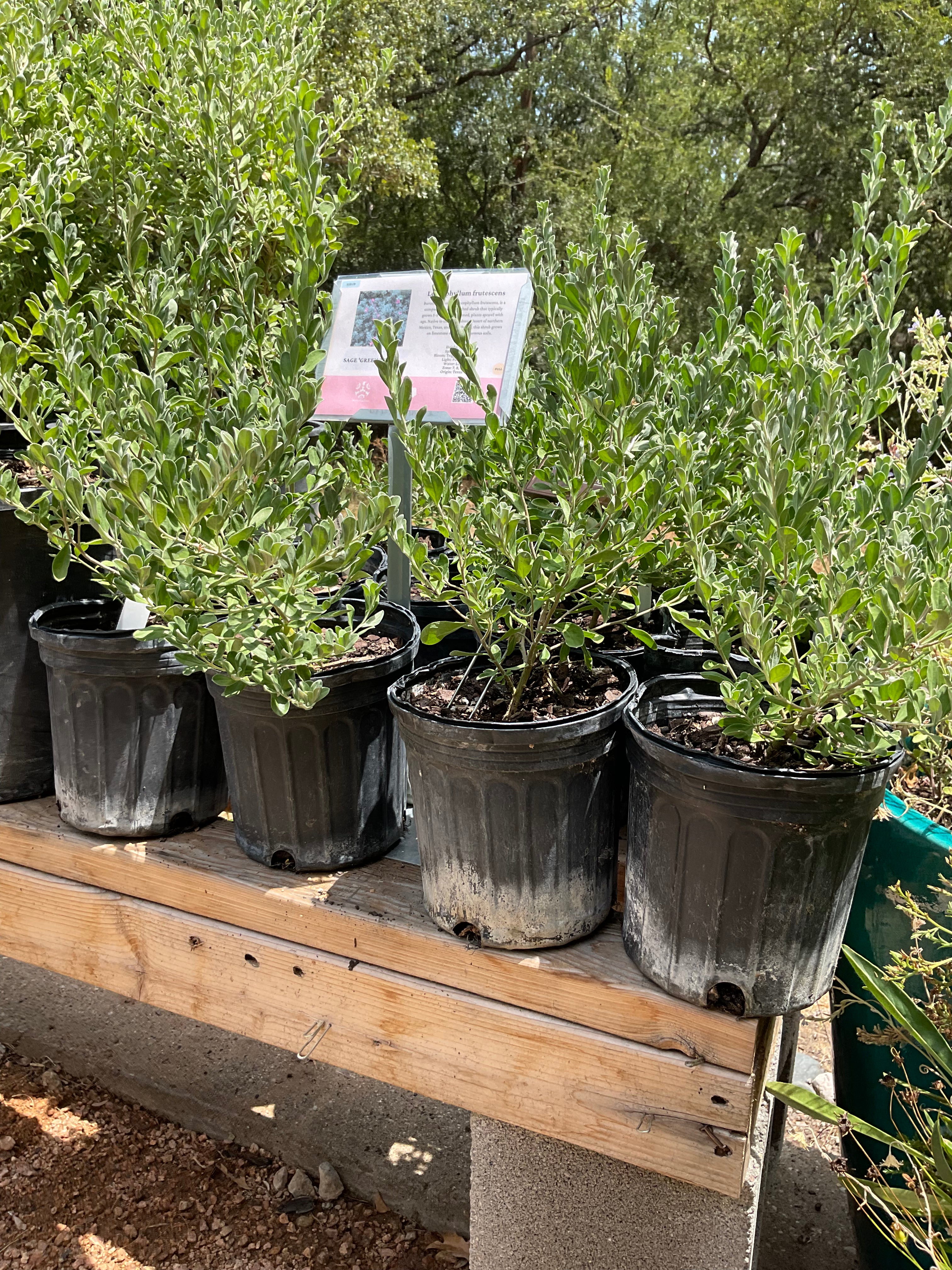 Texas Sage 'Green Cloud'