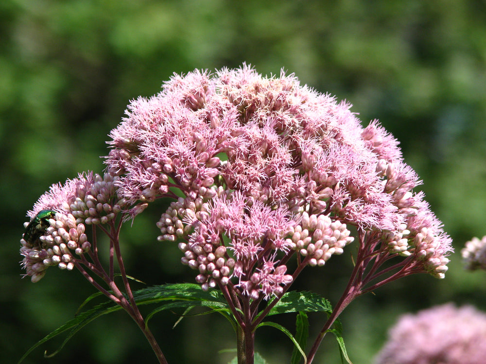 Spotted Joe Pye Weed