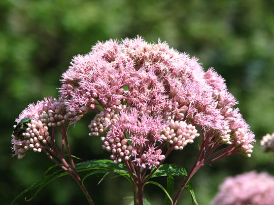 Spotted Joe Pye Weed