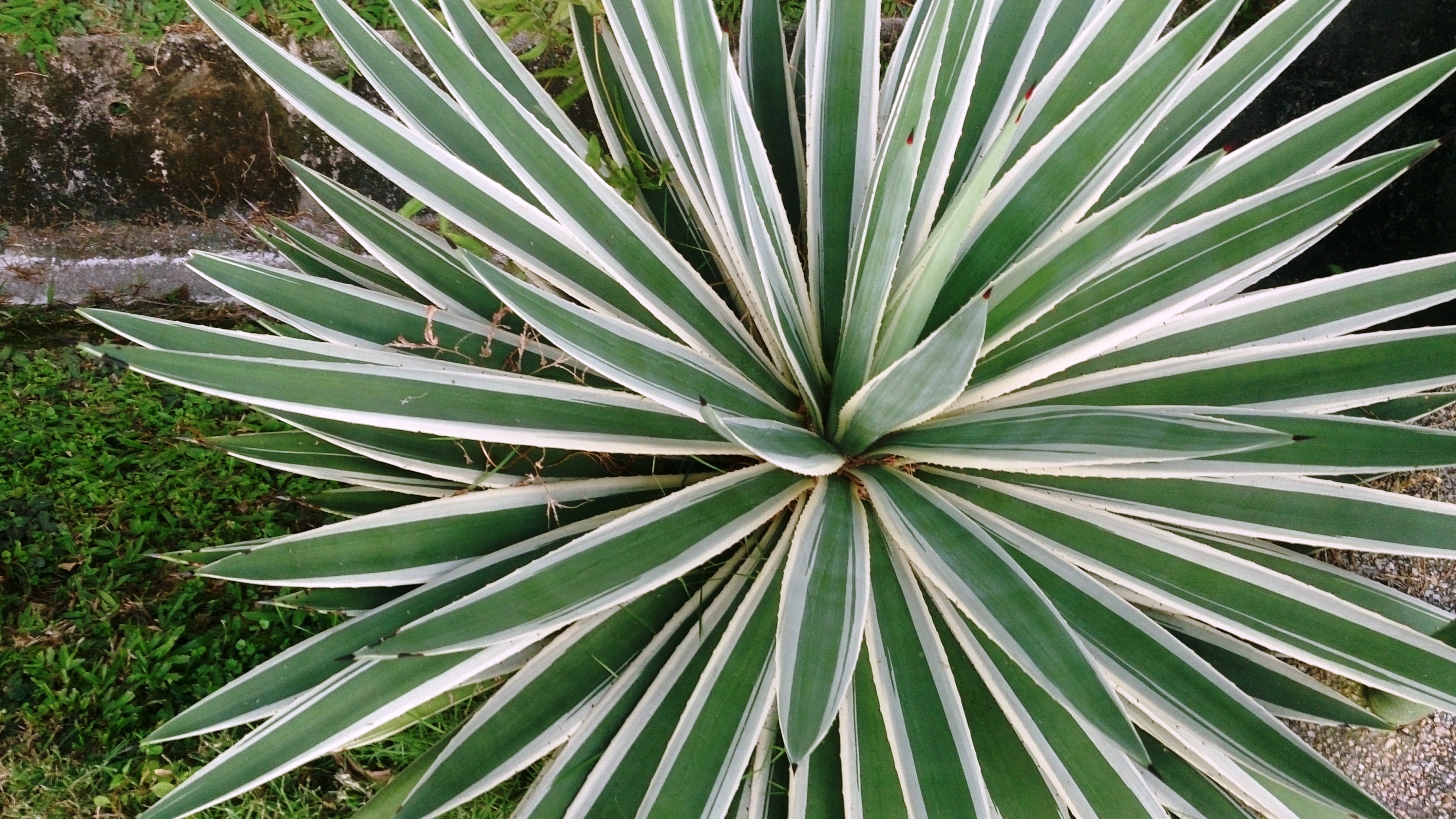 Narrow Century Plant Agave - Native Gardeners