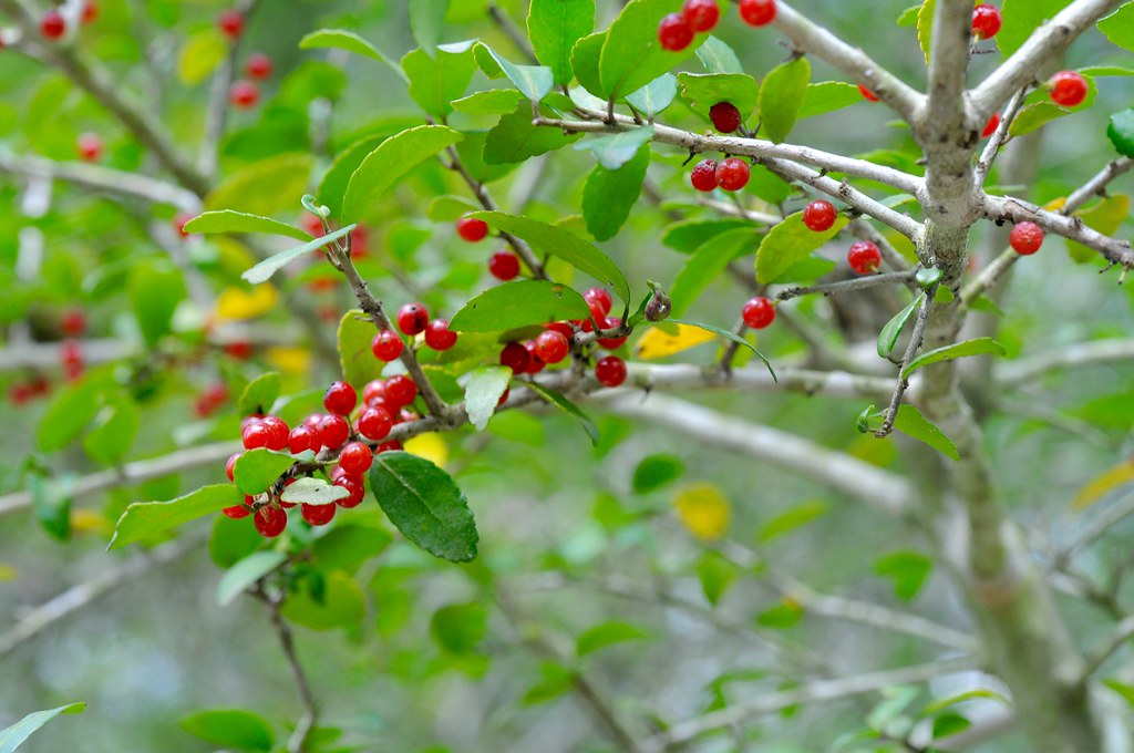 Yaupon Holly - Native Gardeners