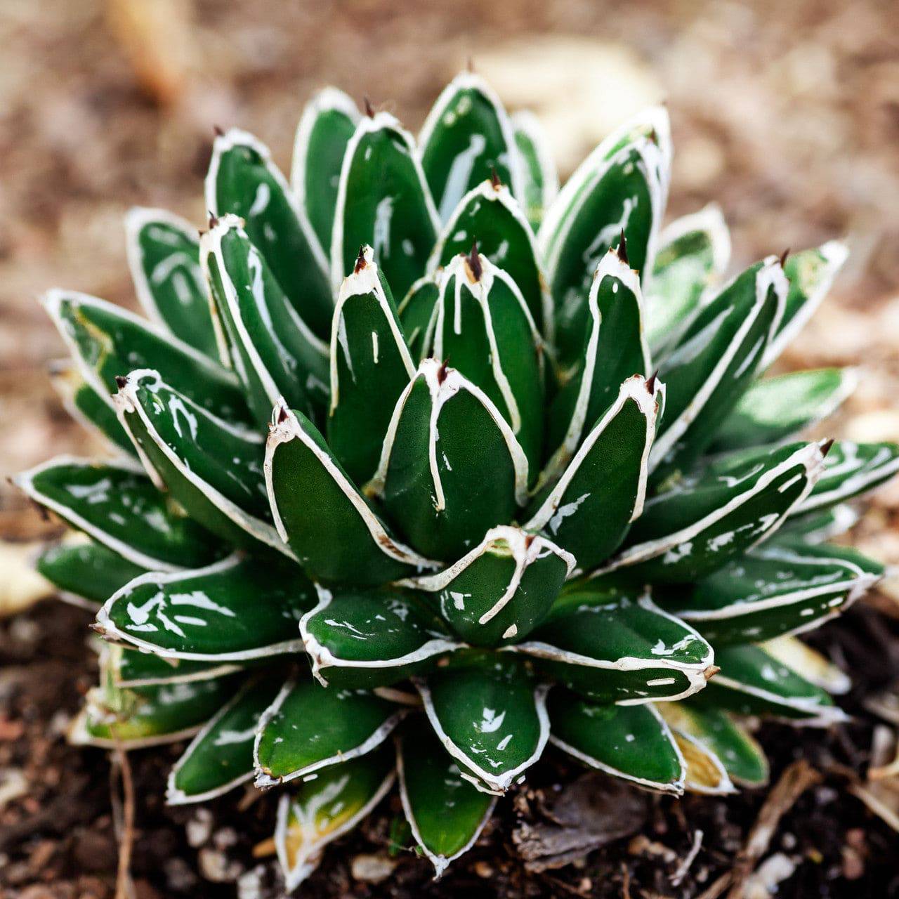 Agave 'Queen Victoria' - Native Gardeners