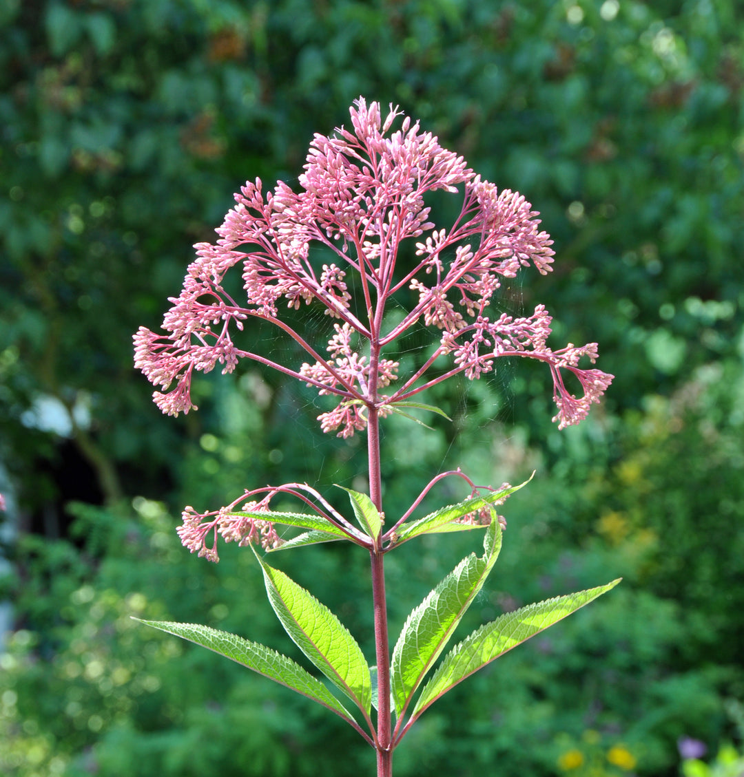 Spotted Joe Pye Weed