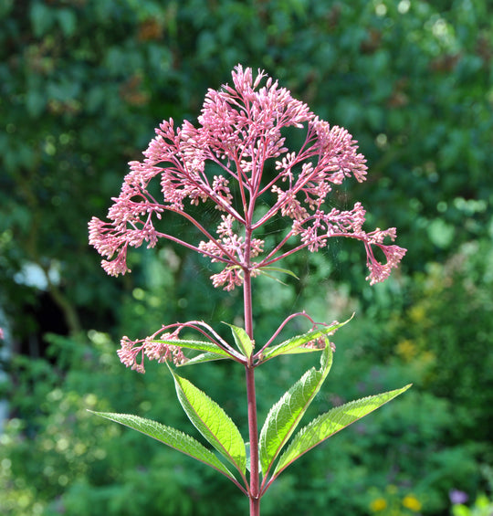 Spotted Joe Pye Weed