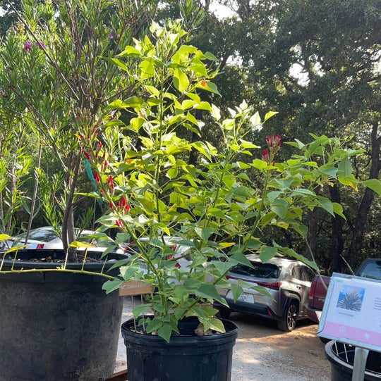 Coralbean - Native Gardeners