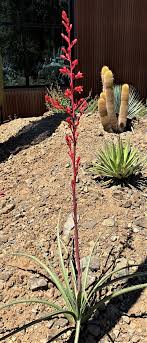 Hesperaloe 'Sandia Glow' - Native Gardeners