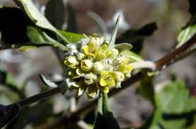 Rio Grande Butterfly Bush - Native Gardeners