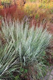 Little Bluestem 'Ha Ha Tonka' - Native Gardeners