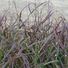 Switchgrass 'Ruby Ribbons' - Native Gardeners