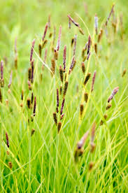 Tussock Sedge - Native Gardeners