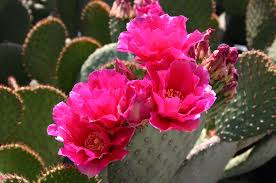 Prickly Pear 'Kelly's Choice' - Native Gardeners