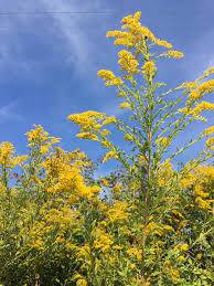 Tall Goldenrod - Native Gardeners