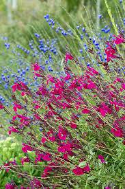 Autumn Sage 'Raspberry' - Native Gardeners