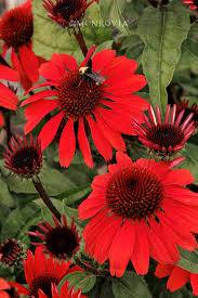 Panama Red Coneflower - Native Gardeners