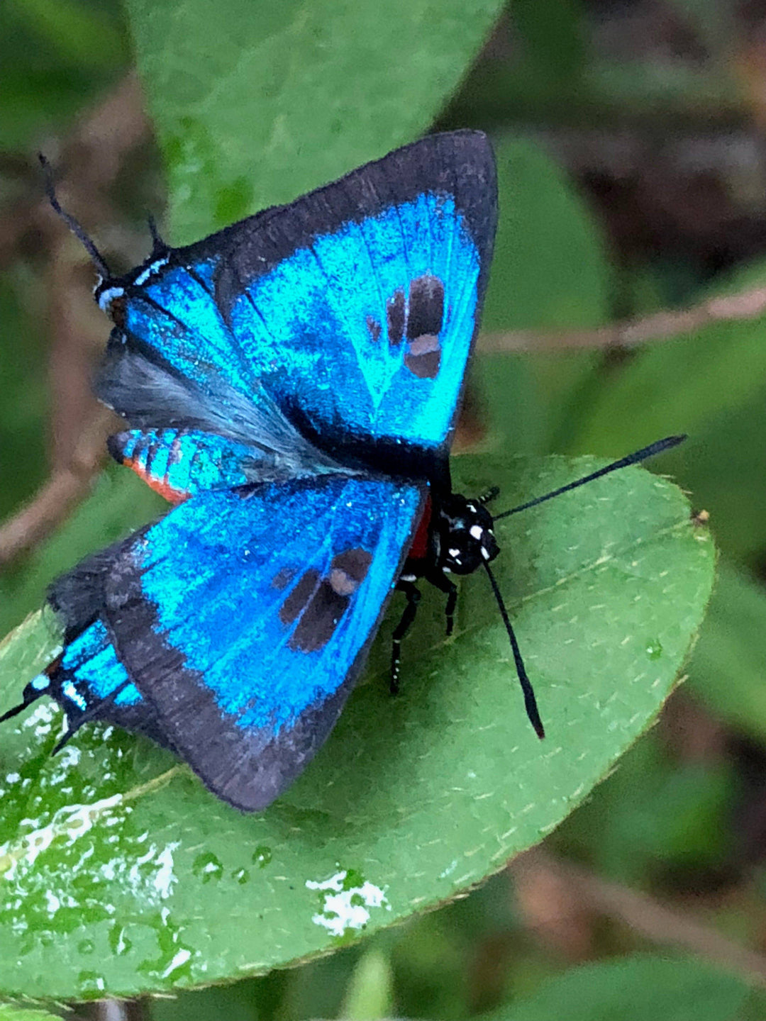 Great Purple Hairstreak (Atlides halesus)