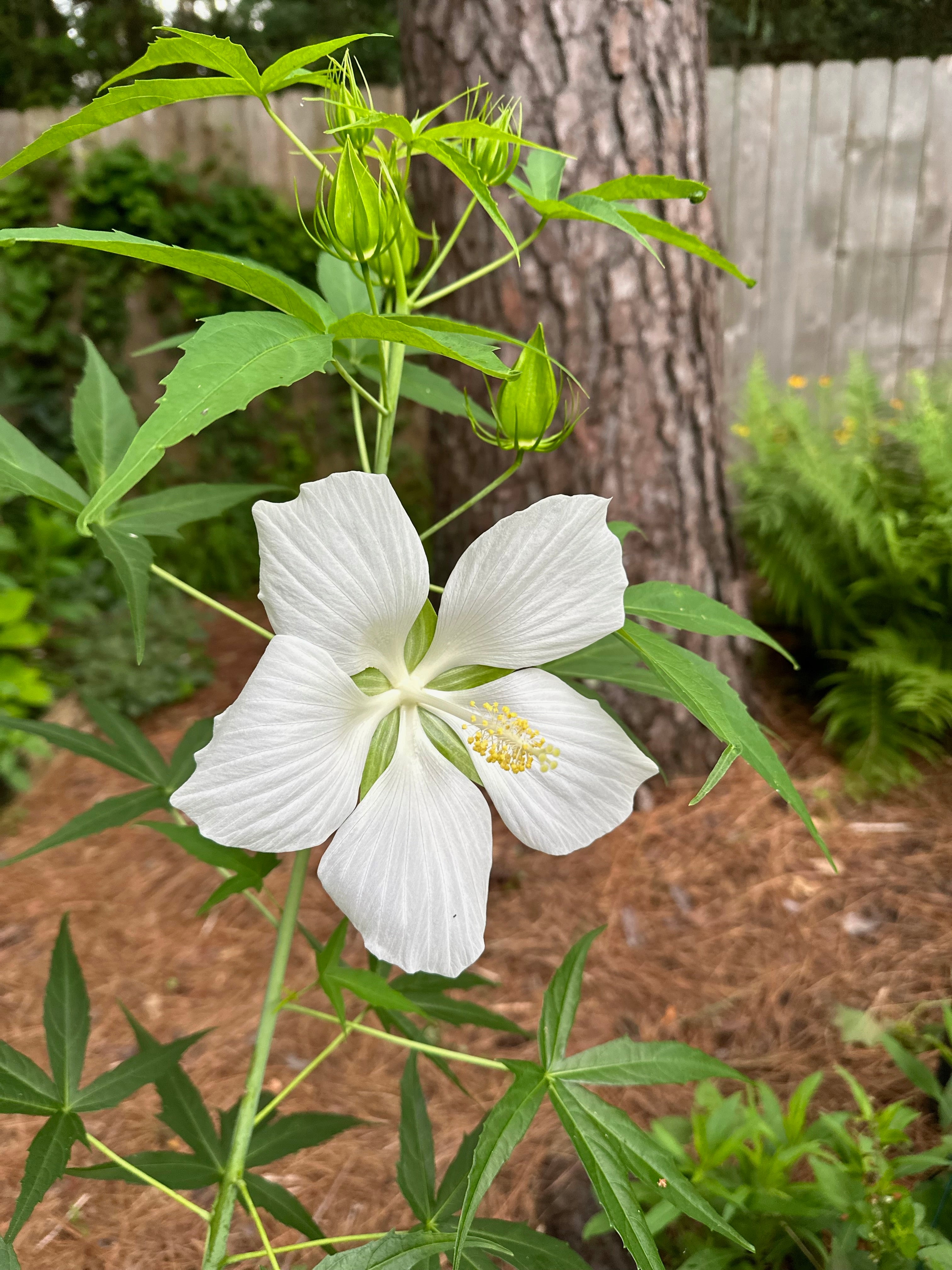 Texas Star Hibiscus - White