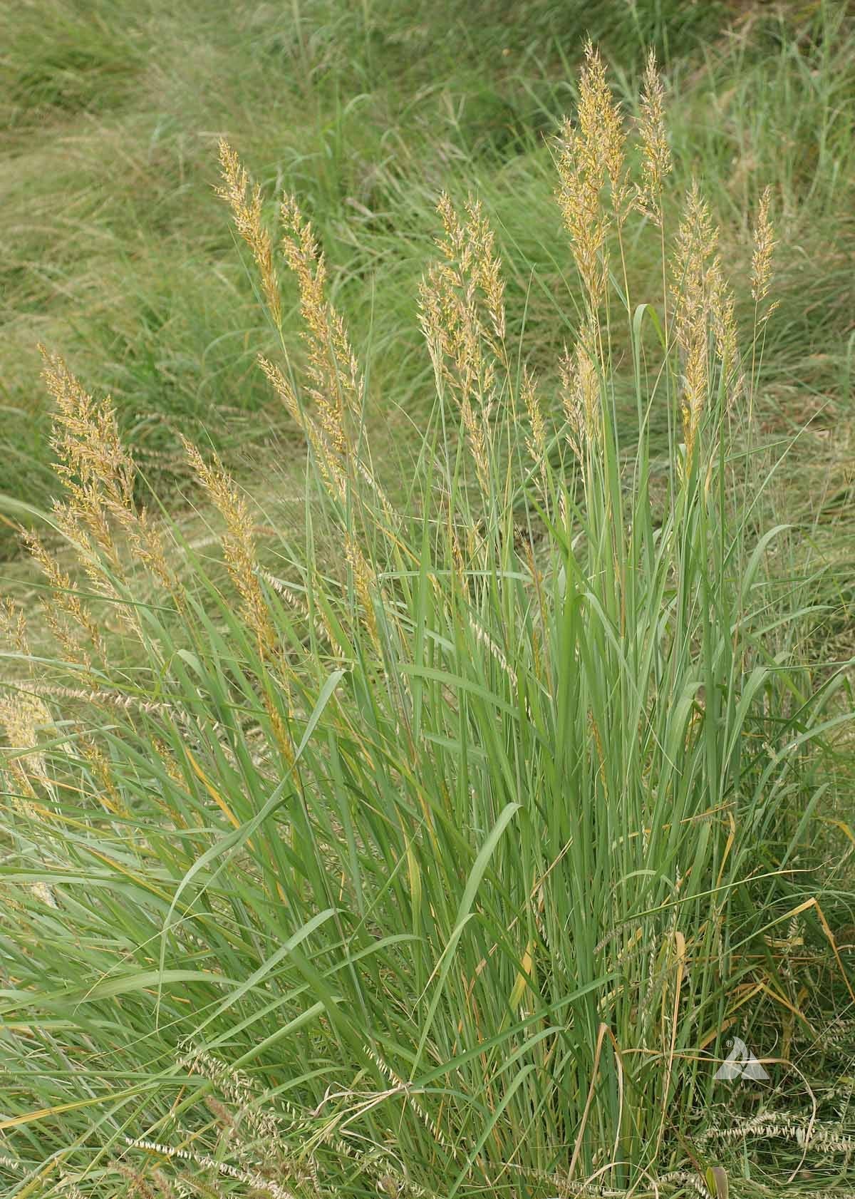 Indian Grass