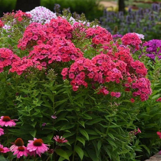 Garden Phlox 'Ka-Pow Pink- - Native Gardeners