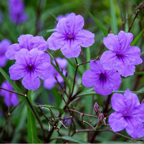 Purple Ruellia - Native Gardeners