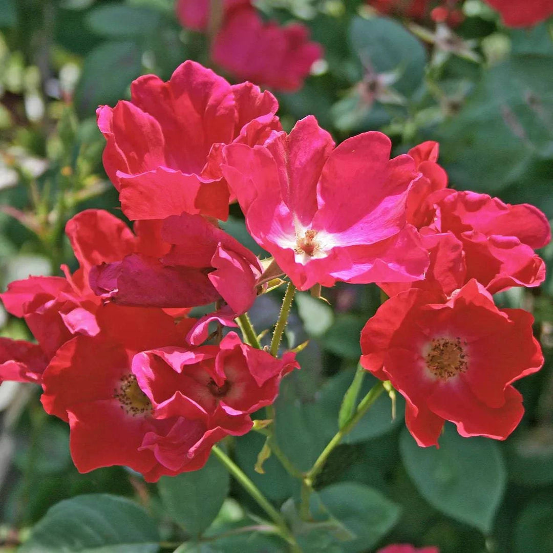 Rose 'Kristen Poulsen' - Native Gardeners