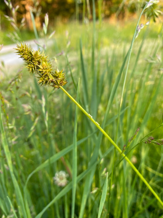Heavy Sedge - Native Gardeners