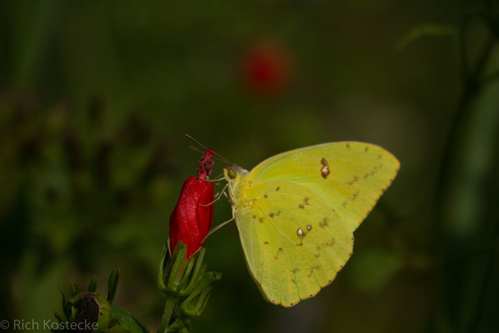 Cloudless Giant Sulfur (Phoebis sennae)