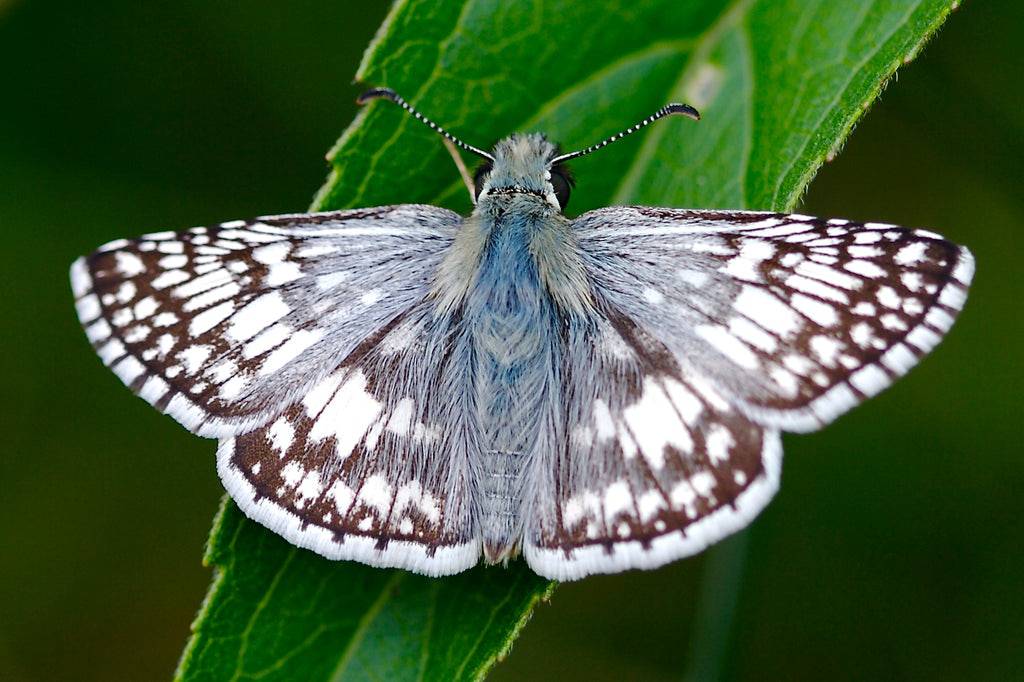 Common Checkered Skipper (Pyrgus communis)