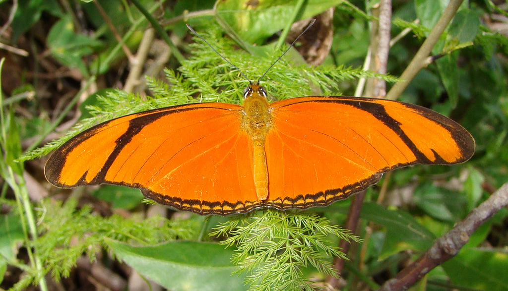 Julia (Dryas iulia)