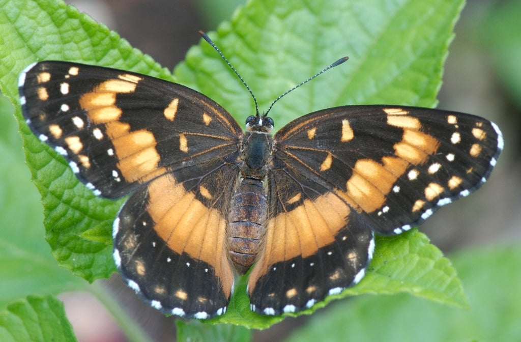 Bordered Patch (Chlosyne lacinia) 