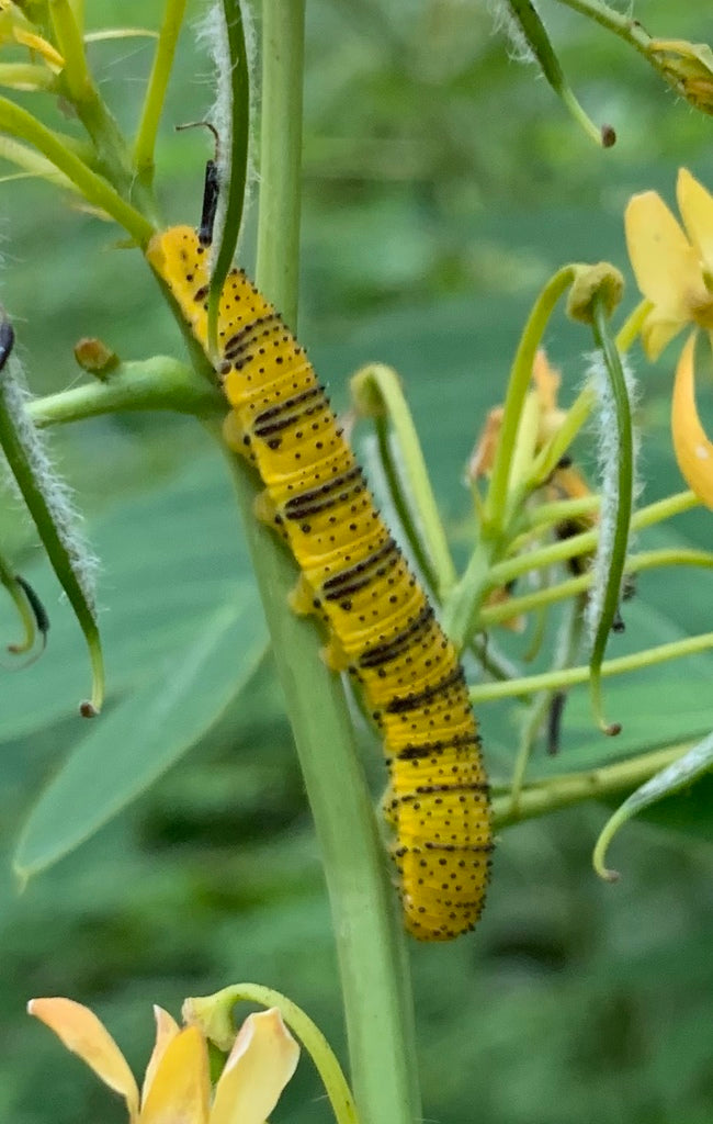 Cloudless Giant Sulfur larva (Phoebis sennae)