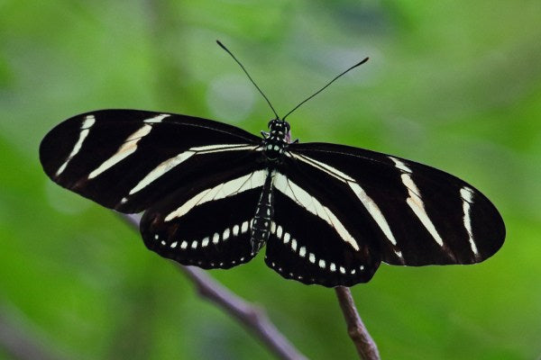 Zebra Longwing (Heliconius charithonia)