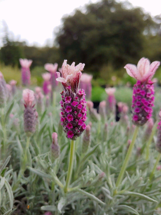 Ghostly Princess Spanish Lavender - Native Gardeners